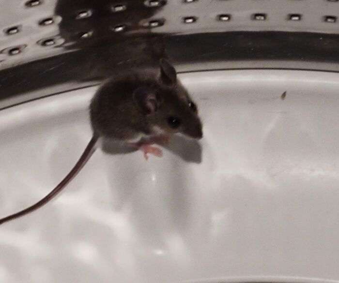 A small mouse found unexpectedly inside a washing machine drum during cleaning at home.