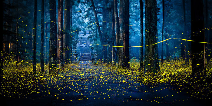 Panoramic masterpiece of a forest at night illuminated by thousands of glowing fireflies on the forest floor and in the air.