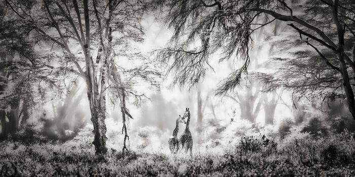 Black and white panoramic wildlife scene featuring two giraffes in a misty forest, showcasing award-winning panoramic masterpieces.