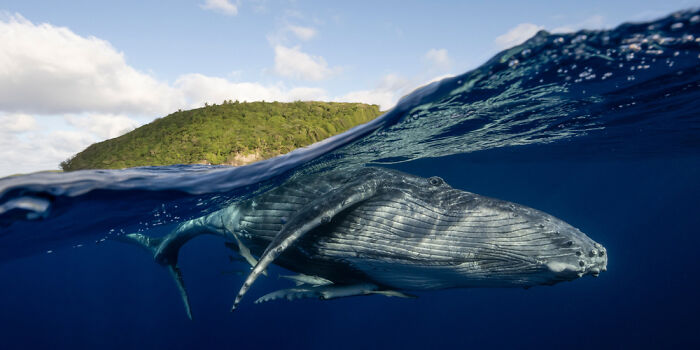 Underwater panoramic shot of a whale swimming near a lush green island, showcasing a stunning Epson Pano Awards image.