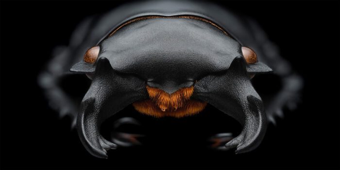 Close-up macro shot of an insect's head showcasing intricate details in award-winning panoramic masterpiece style.