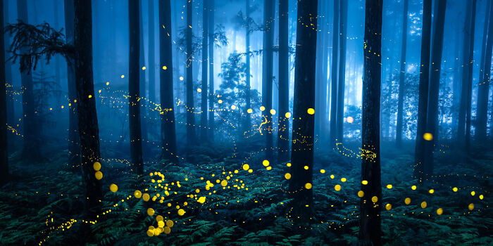 Enchanted forest scene with glowing fireflies creating panoramic masterpieces of light among tall trees at dusk.