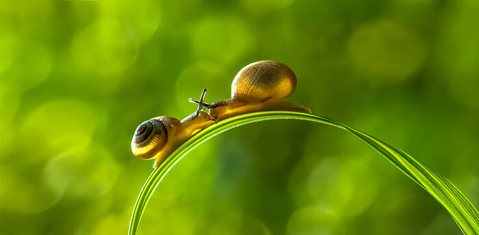 Two snails touching antennae on a curved green leaf, captured in a detailed panoramic nature shot.