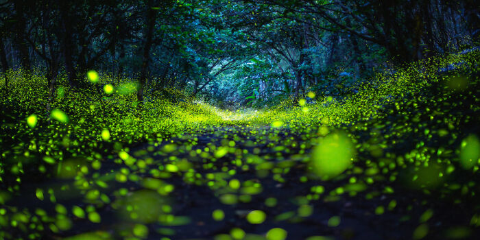 Glowing fireflies lighting a dark forest path at night, showcasing stunning panoramic masterpiece photography.