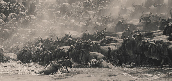Herd of wildebeests crossing a river, captured in a stunning panoramic masterpiece winning the Epson Pano Awards 2025.