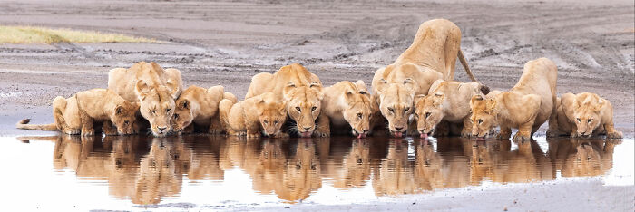A panoramic wildlife masterpiece showing a group of lions drinking water, winning the Epson Pano Awards 2025.