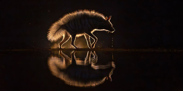 A backlit animal with fluffy tail walking beside water, creating a clear reflection in this panoramic masterpiece photo.