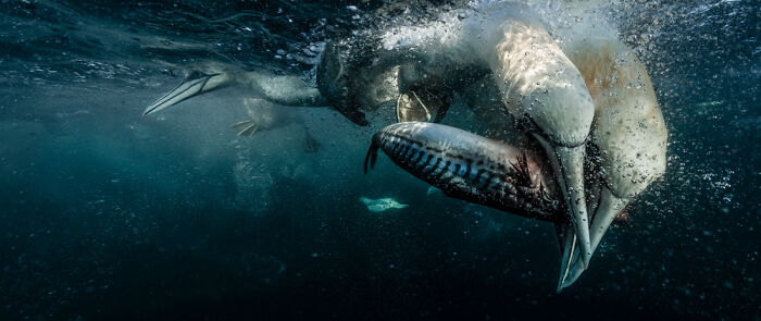 Underwater panoramic shot of seabirds capturing fish, showcasing stunning imagery from the Epson Pano Awards 2025.