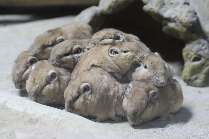 A cluster of small, cute animals huddled together, showcasing adorable garden visitor animal moments.