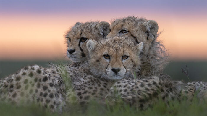 Three cheetah cubs hugging each other in the grass at sunset, showcasing stunning nature’s best photography finals.