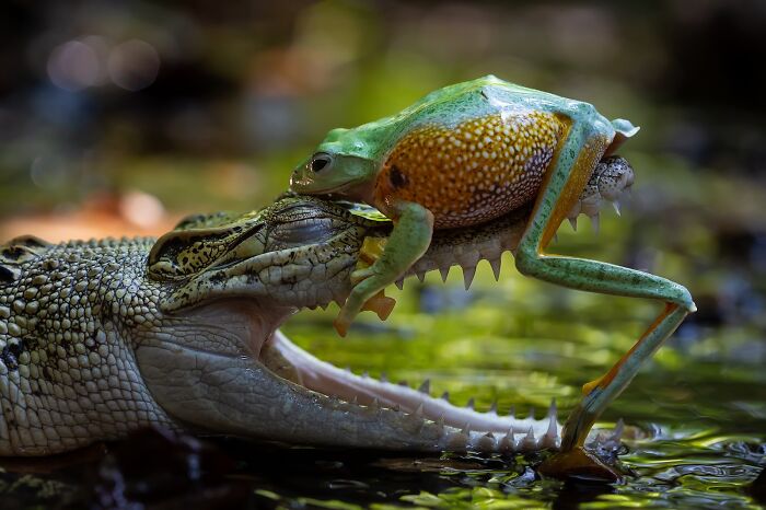 Close-up of a frog perched on a crocodile's open jaw in a vivid nature scene from stunning photography finals.