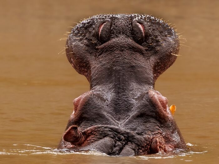 Close-up of a hippo emerging from water captured in stunning nature photography from the 2025 Nature’s Best Photography Finals.