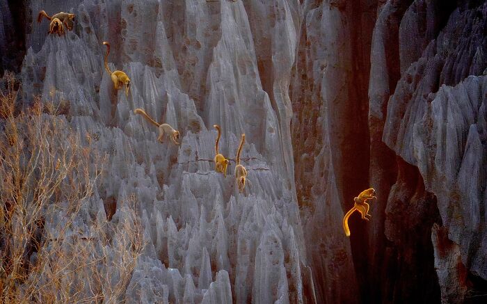 Group of golden monkeys jumping and climbing sharp rocky cliffs in a stunning nature photography scene.