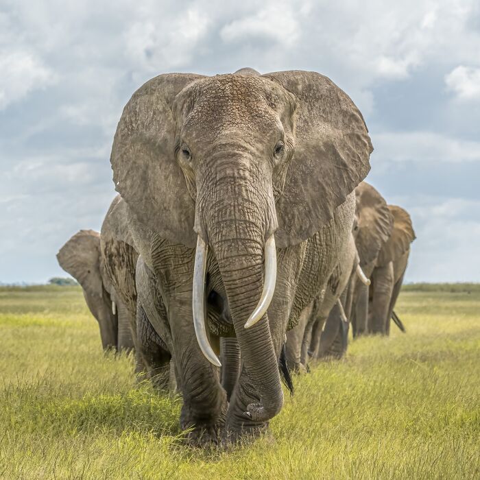 Herd of elephants walking through tall grass under a cloudy sky in a stunning nature photography scene.