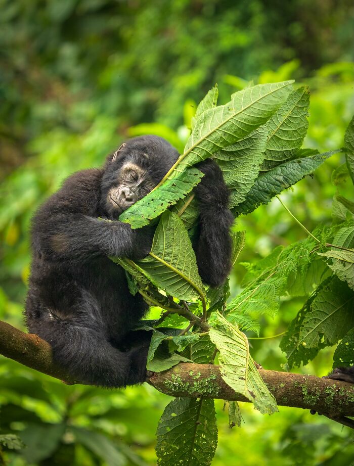 Young gorilla hugging large green leaves while resting on a tree branch in a vibrant forest nature’s best photography finals.