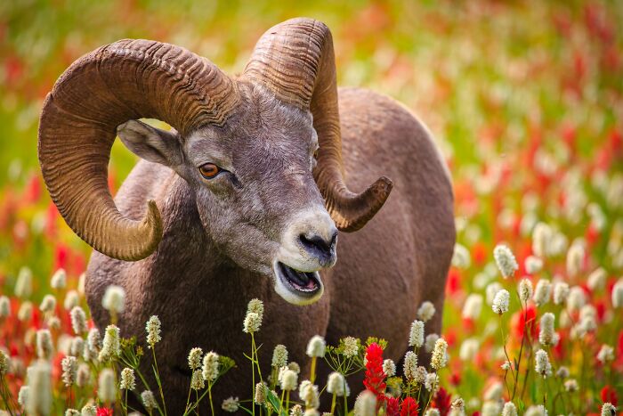 Bighorn sheep with curved horns standing among red and white wildflowers in a stunning nature photography image. Bighorn sheep with curved horns standing among red and white wildflowers in a stunning nature photography image.