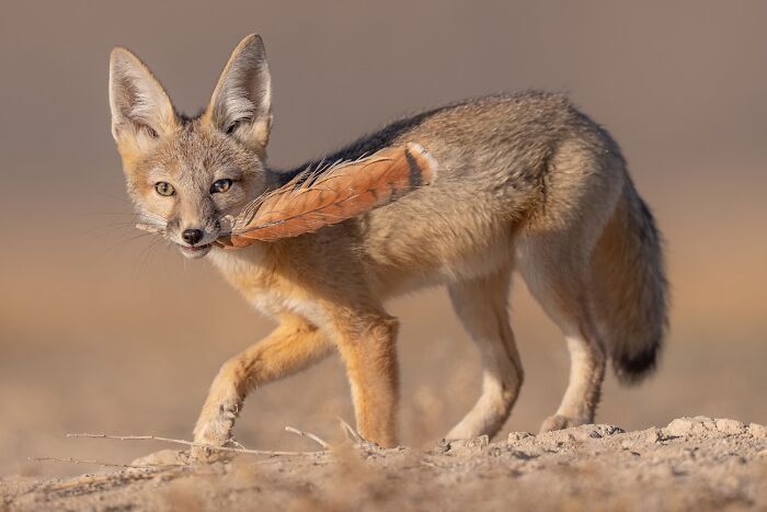 Fox carrying a large feather in its mouth, captured in a stunning image from the 2025 Nature’s Best Photography Finals.