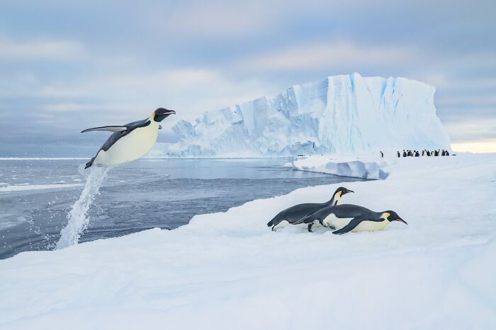 Emperor penguins in icy Antarctic landscape, captured in stunning images from the 2025 nature photography finals.
