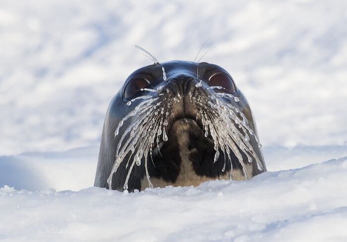 Close-up of a seal with icy whiskers in snowy landscape captured in stunning nature’s best photography finals.