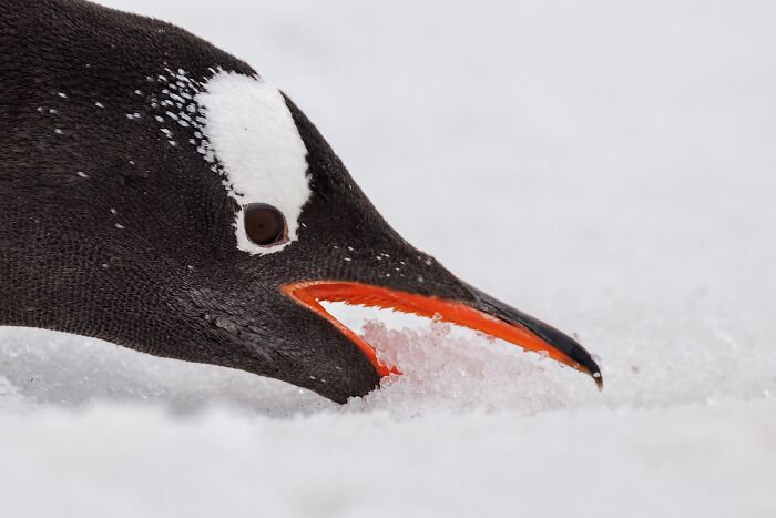 Close-up of a Gentoo penguin’s head with an orange beak and white eye patch in a snowy landscape, nature photography.
