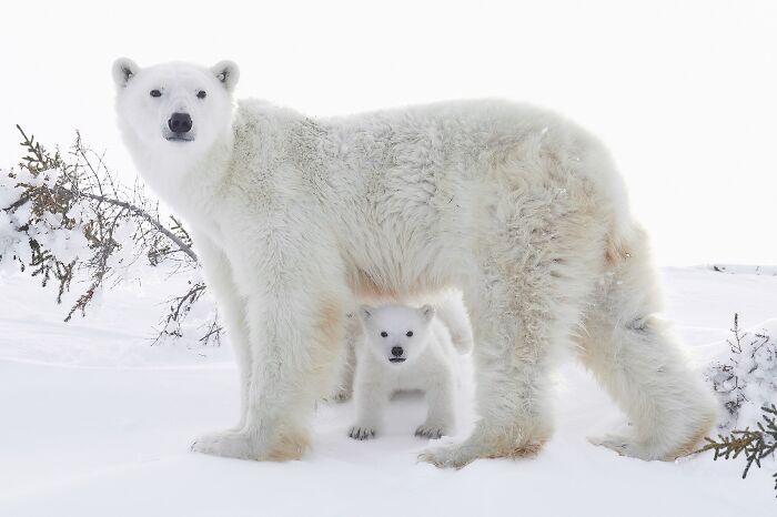 Polar bear mother and cub in snowy landscape, featured in stunning nature photography from 2025 finals.