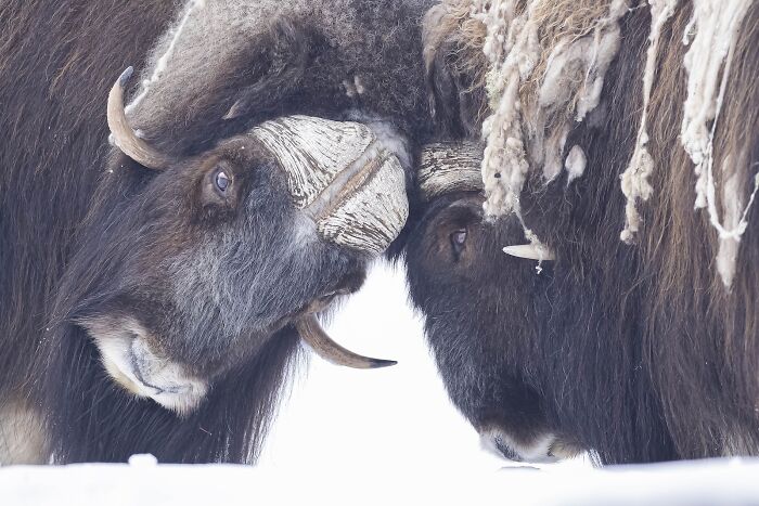 Two musk oxen locking heads in a snowy landscape, showcasing stunning nature’s best photography finals wildlife imagery.