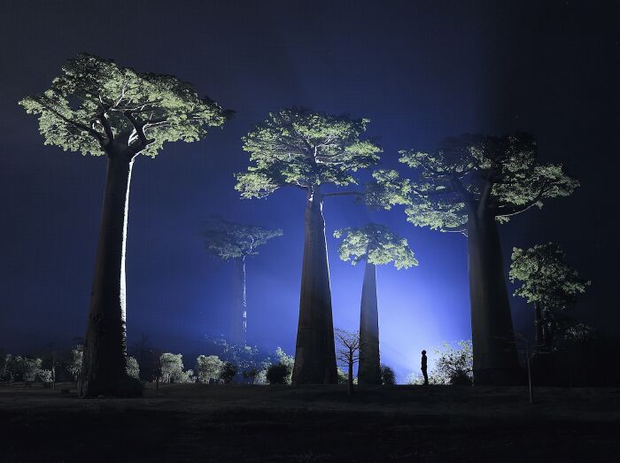 Giant baobab trees illuminated at night with a person nearby in stunning nature photography finals image.