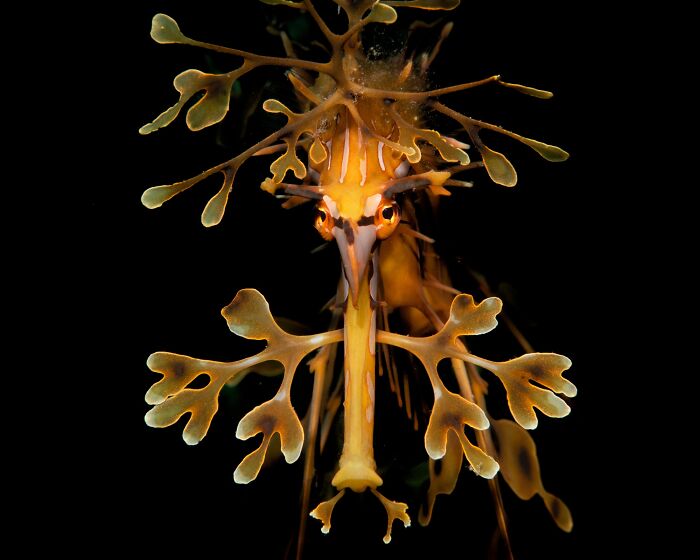 Leafy sea dragon with intricate leaf-like appendages in dark underwater setting, featured in nature’s best photography finals.