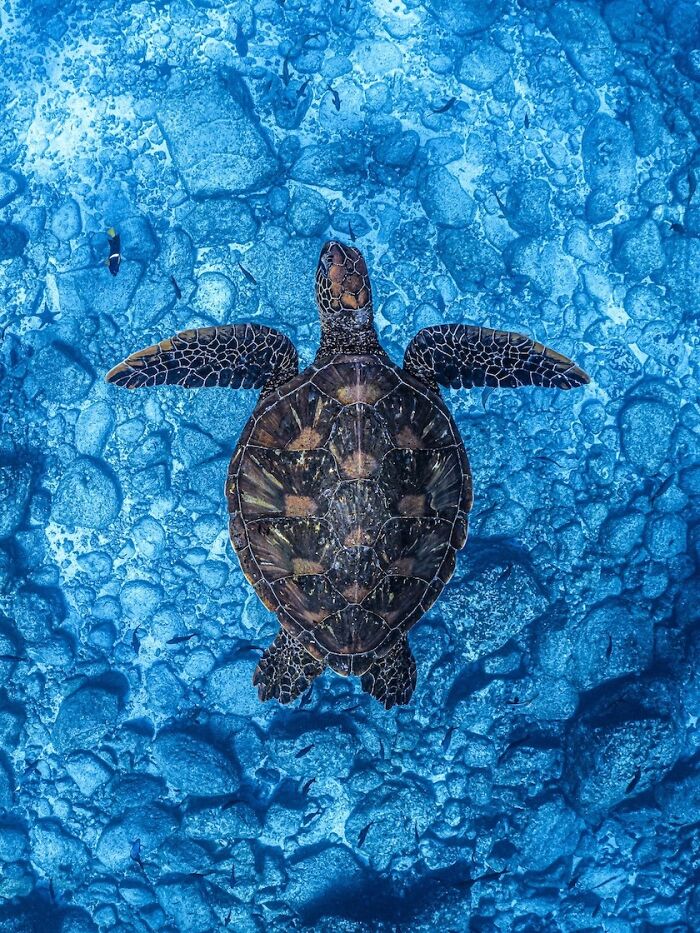 Sea turtle swimming over a rocky ocean floor captured in stunning nature photography from 2025 finals.