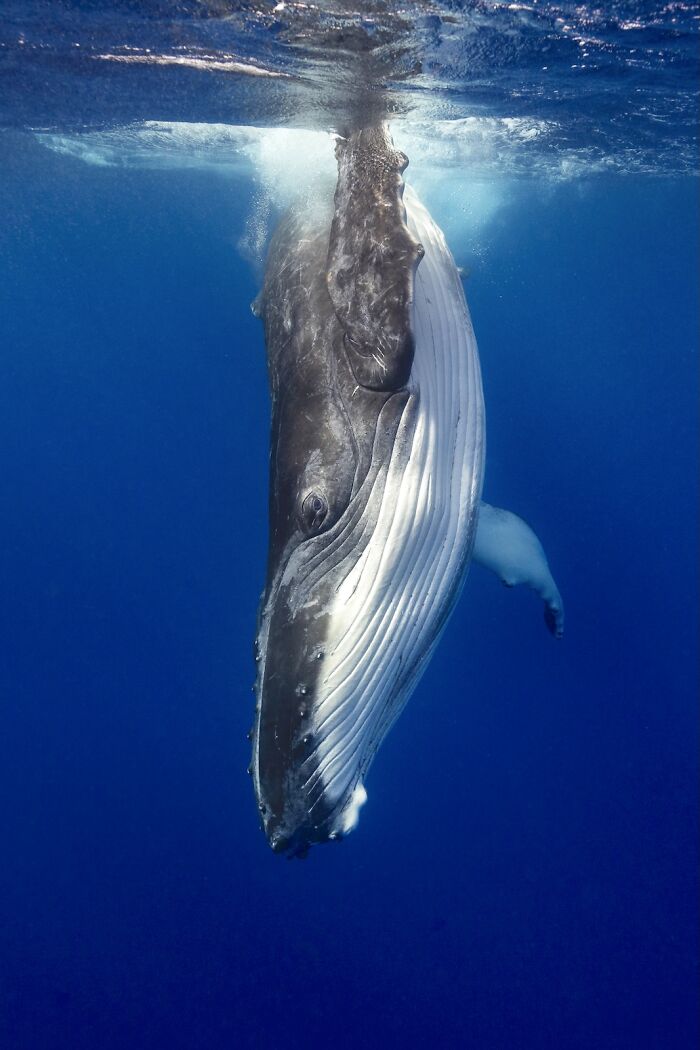 Underwater close-up of a humpback whale calf swimming with its mother in stunning nature photography finals.
