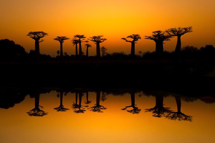 Silhouettes of baobab trees reflected in water at sunset, showcasing stunning nature photography in vibrant orange hues.