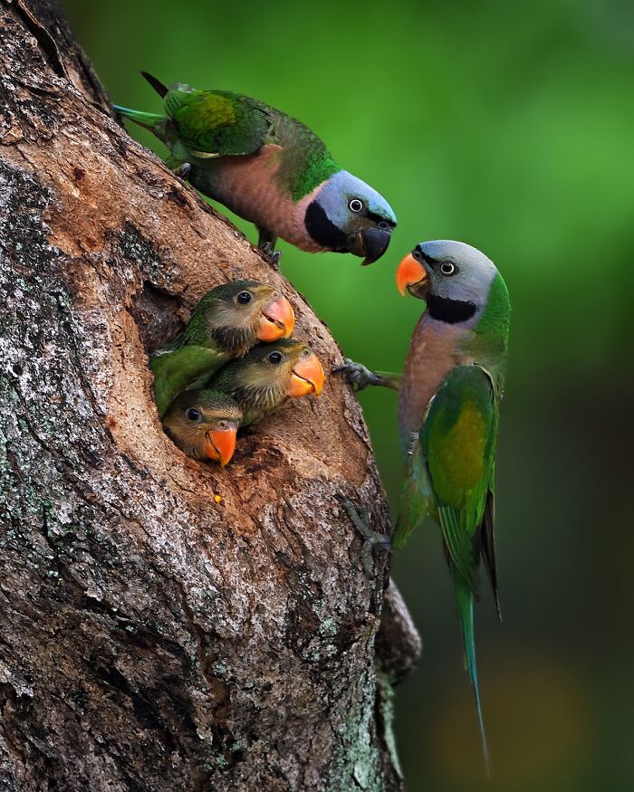 Colorful parrots feeding young in a tree cavity, showcasing stunning nature photography from 2025 Nature’s Best finals.