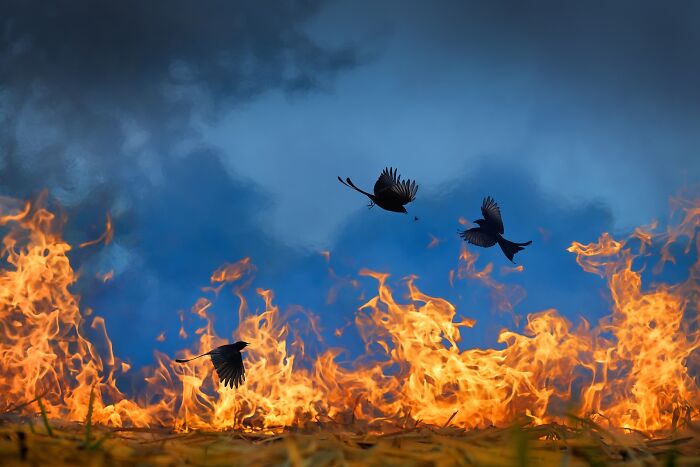 Birds flying above vibrant flames in a dramatic scene captured in stunning Nature’s Best Photography Finals imagery.