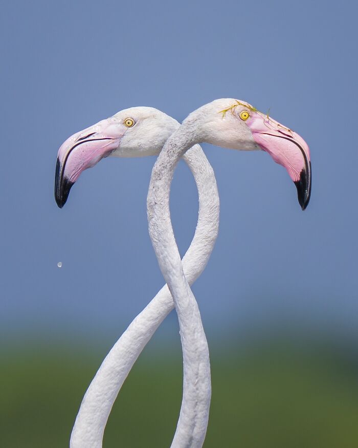 Two flamingos with intertwined necks against a blue sky, a stunning image from nature’s best photography finals.
