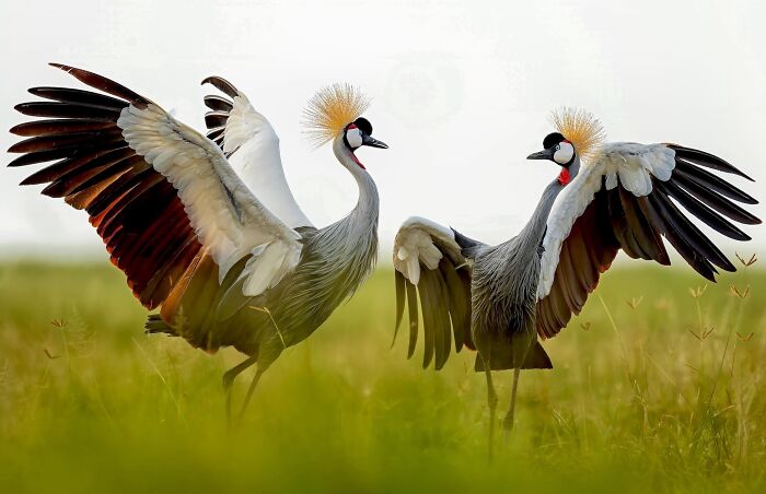 Two crowned cranes with wings spread in a grassy field, captured in stunning nature photography finals image.