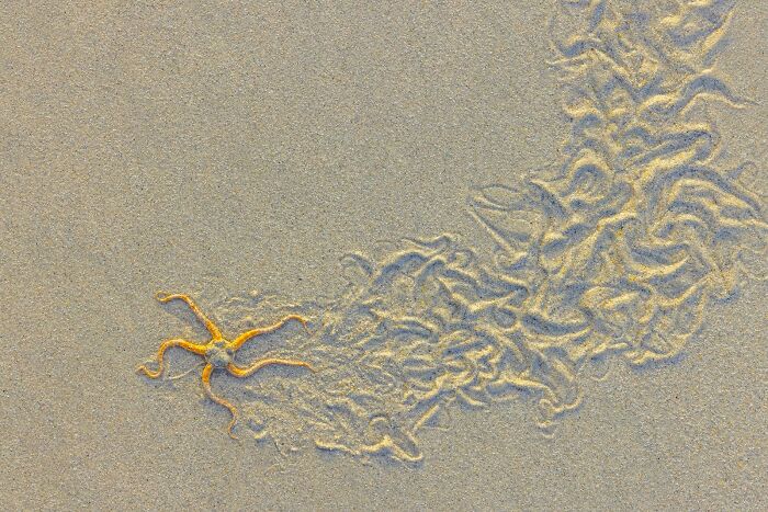 Orange brittle star on sandy beach with sediment trails captured in stunning nature photography finals 2025. Orange brittle star on sandy beach with sediment trails captured in stunning nature photography finals 2025.