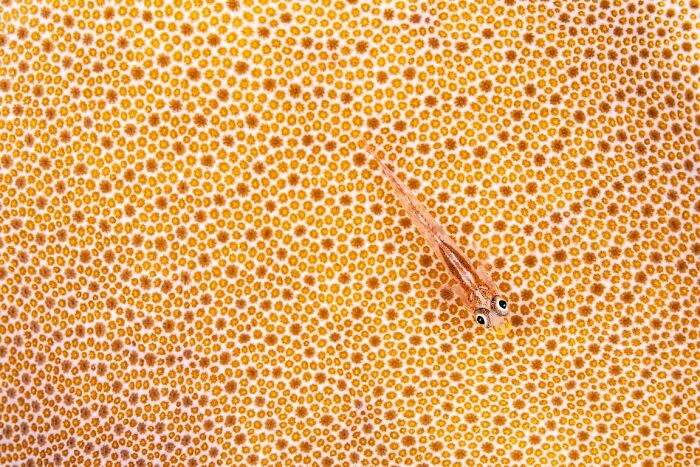 Close-up of a tiny fish blending with vibrant orange coral in stunning nature photography from the 2025 finals.