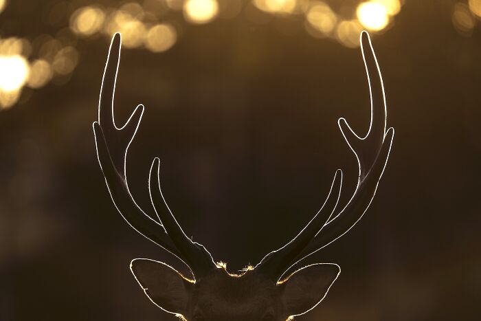 Close-up of deer antlers silhouetted against a golden sunset in stunning nature photography finals image.