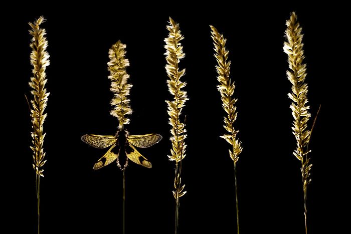 Golden insect resting on dried grass stalks against black background in a stunning nature’s best photography image.