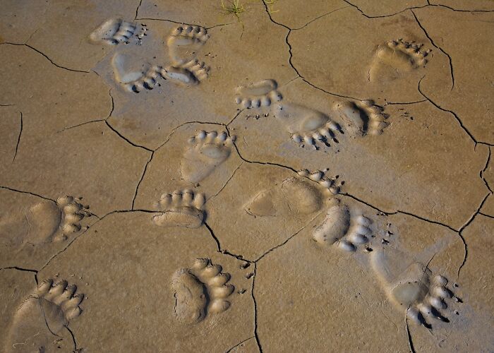 Bear paw prints on c*****d dry earth, showcasing stunning nature details in the 2025 Nature’s Best Photography Finals.