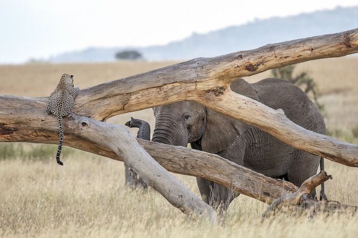 Leopard resting on a fallen tree with an elephant standing behind it in a grassy landscape, nature’s best photography finals.