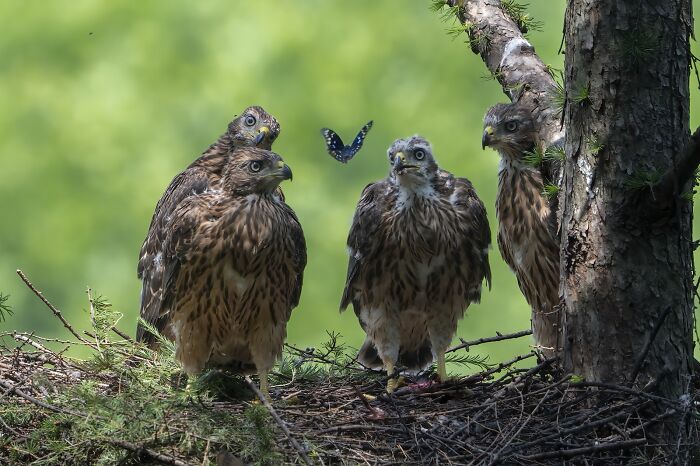 Four young hawks in a nest with a butterfly nearby captured in stunning nature photography finals.