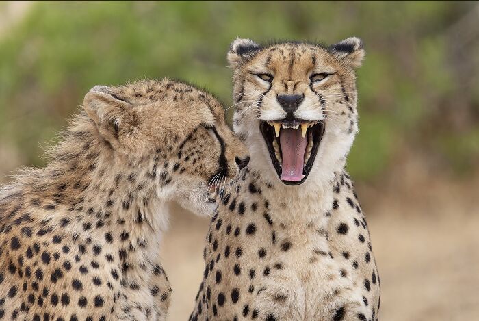 Two cheetahs in the wild, one yawning, captured in stunning images from the 2025 Nature’s Best Photography Finals.