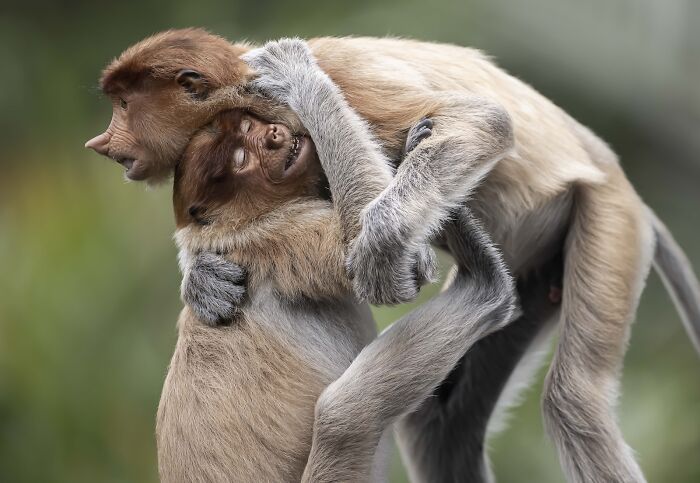 Two monkeys embracing in a close hug, captured in a stunning image from nature’s best photography finals.