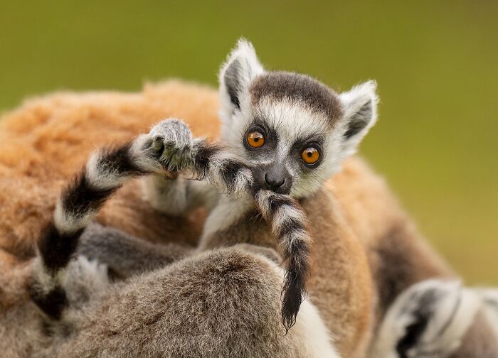 Close-up of a ring-tailed lemur playing with its tail, featured in stunning Nature’s Best Photography finals nature images.