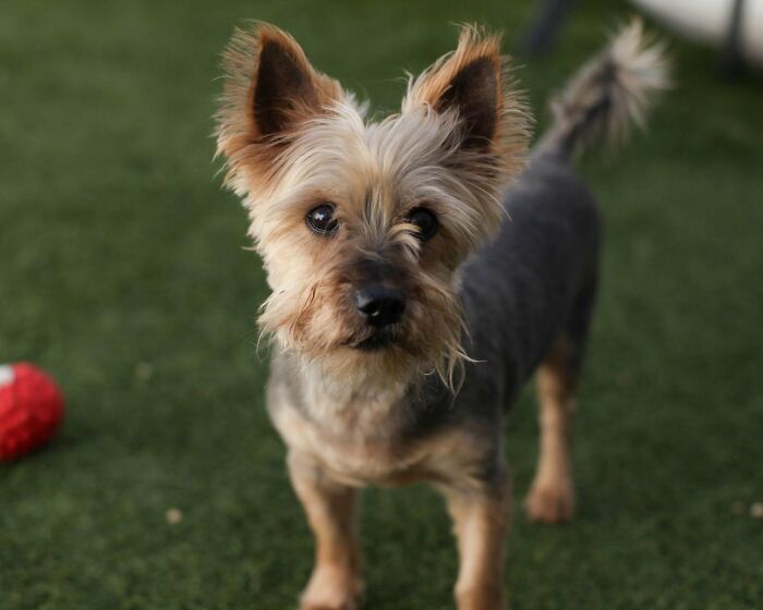 Neglected Yorkie makeover: small groomed Yorkie with trimmed coat standing on grass, alert eyes Neglected Yorkie makeover: small groomed Yorkie with trimmed coat standing on grass, alert eyes