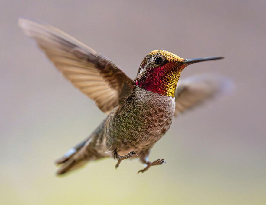 Close-up of an insanely small hummingbird in mid-flight, showcasing the detail of one of the smallest animals in the world.