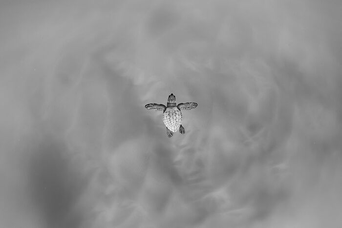 Underwater black and white photo showing hundreds of fish swimming, an award-winning image from the 2025 Photographer of the Year contest