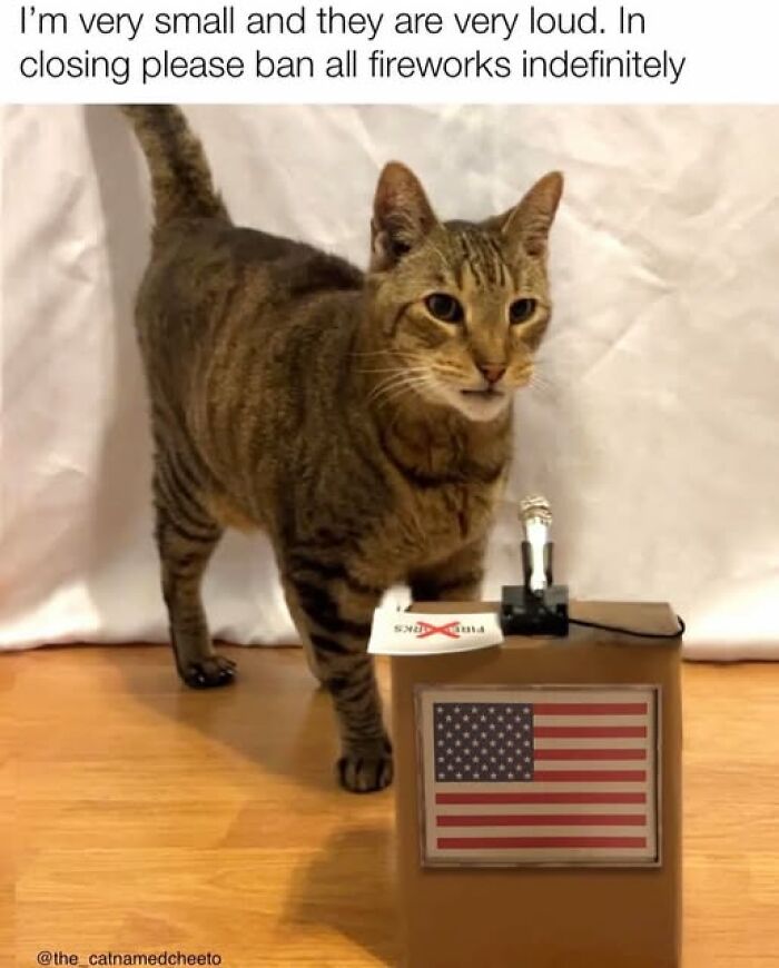 Tabby cat standing next to a small podium with a US flag, expressing a plea about loud fireworks in a cat meme therapy post.