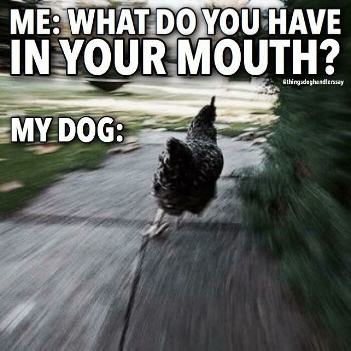 A blurry running chicken with caption about a dog hiding what it has in its mouth, funny dog owner meme.
